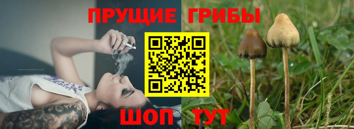 Галлюциногенные грибы Psilocybine cubensis Мончегорск